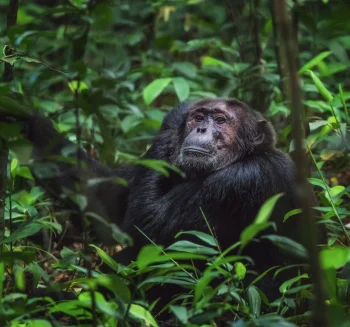 12 Days Uganda Big 5 & Primates