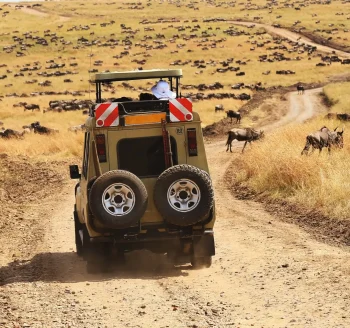 10 Days Serengeti Wildebeest Migration & Uganda Primates